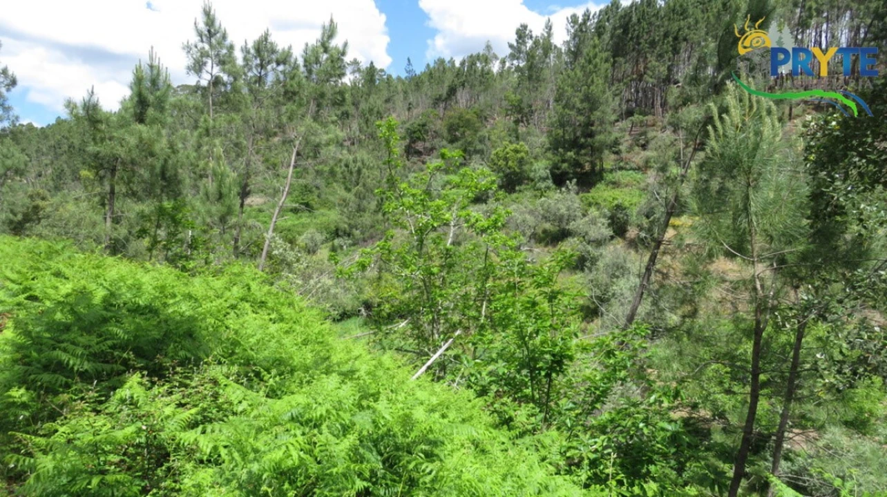 Terreno para Venda em Proença-A-Nova e Peral Foto 4