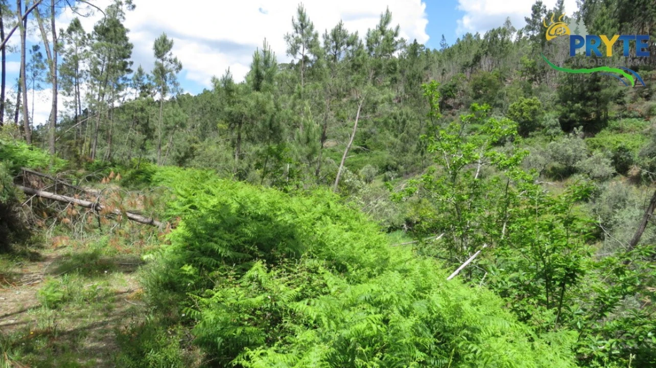 Terreno para Venda em Proença-A-Nova e Peral Foto 5