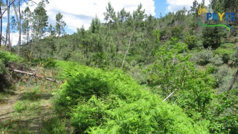 Terreno para Venda em Proença-A-Nova e Peral