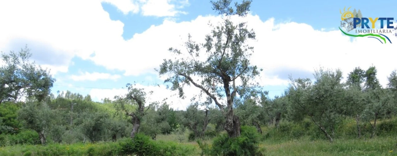 Terreno para Venda em Proença-A-Nova e Peral Foto 2