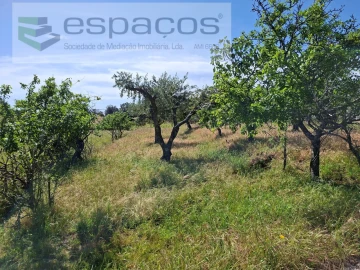 Terreno para Venda em Vale de Prazeres e Mata da Rainha