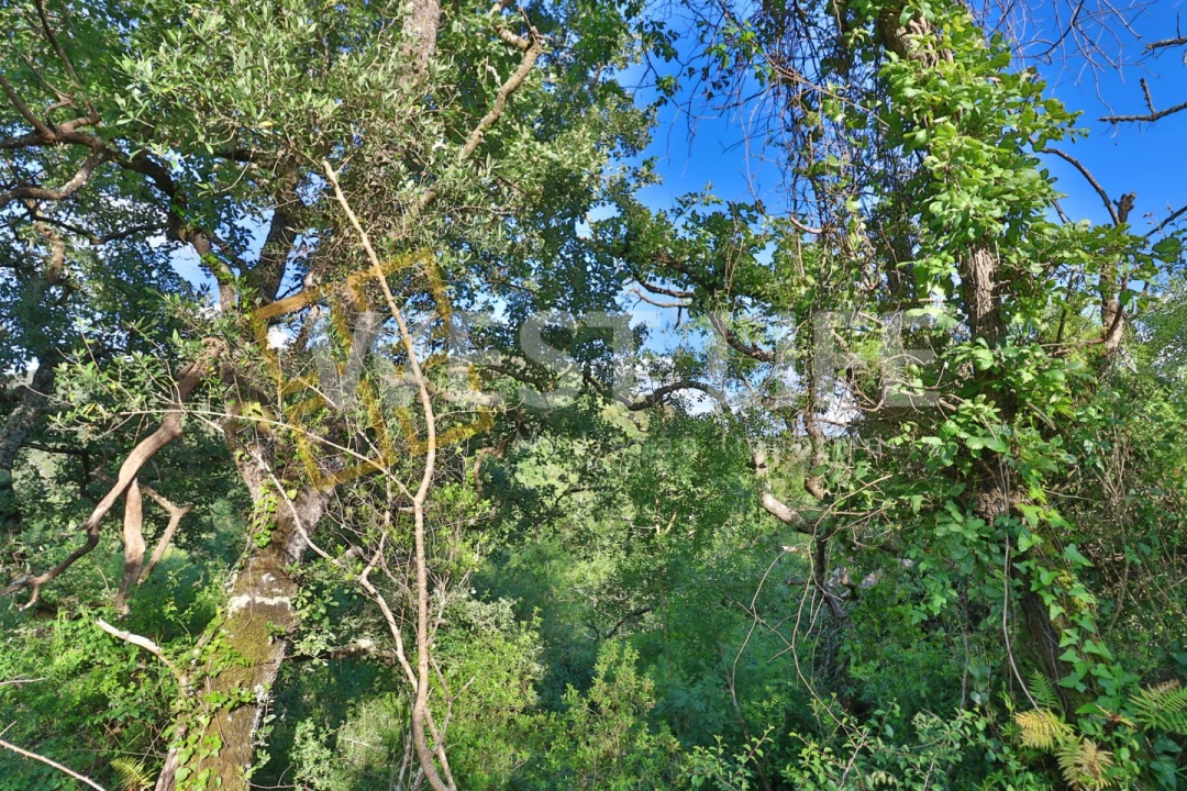 Terreno Agricola ou Rústico para Venda em Malveira e São Miguel de Alcainça Foto 4