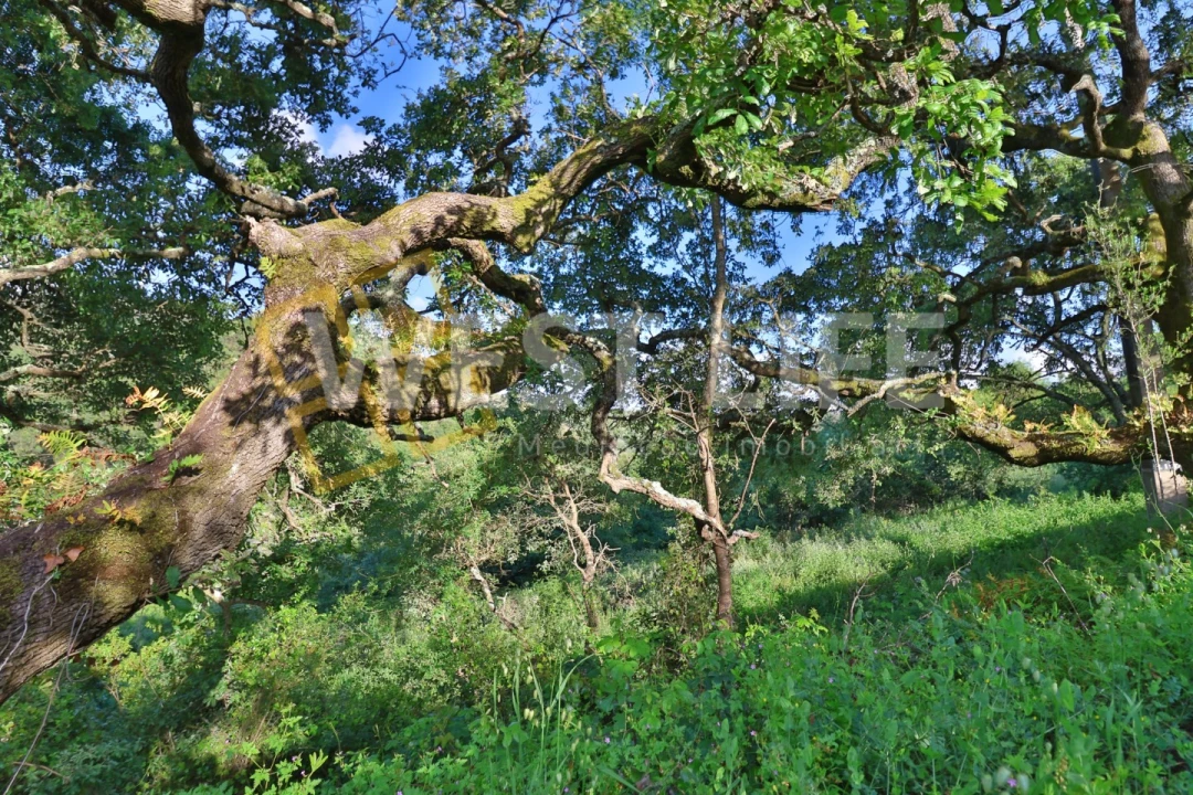Terreno Agricola ou Rústico para Venda em Malveira e São Miguel de Alcainça Foto 5