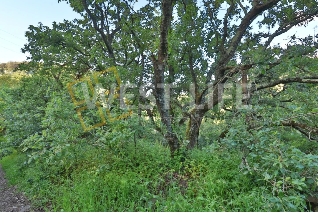 Terreno Agricola ou Rústico para Venda em Malveira e São Miguel de Alcainça Foto 9