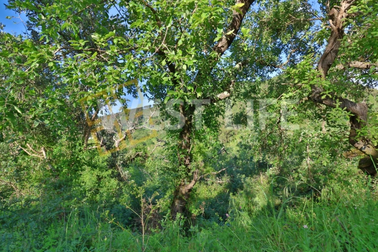 Terreno Agricola ou Rústico para Venda em Malveira e São Miguel de Alcainça Foto 3