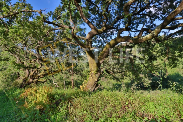 Terreno Agricola ou Rústico para Venda em Malveira e São Miguel de Alcainça Foto 6