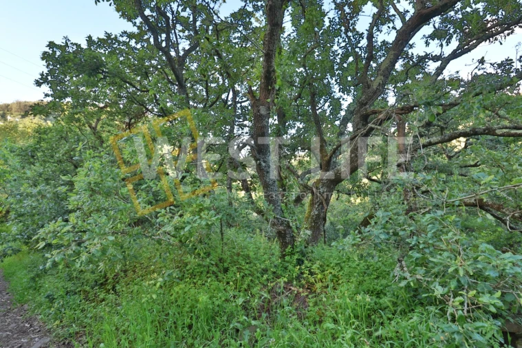 Terreno Agricola ou Rústico para Venda em Malveira e São Miguel de Alcainça Foto 9