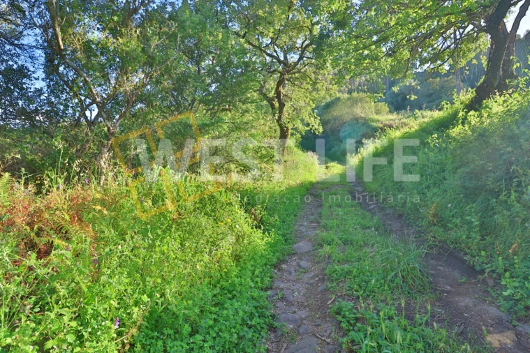 Terreno Agricola ou Rústico para Venda em Malveira e São Miguel de Alcainça Foto 11