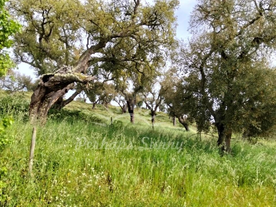 Terreno Misto para Venda em Grândola e Santa Margarida da Serra Foto 10