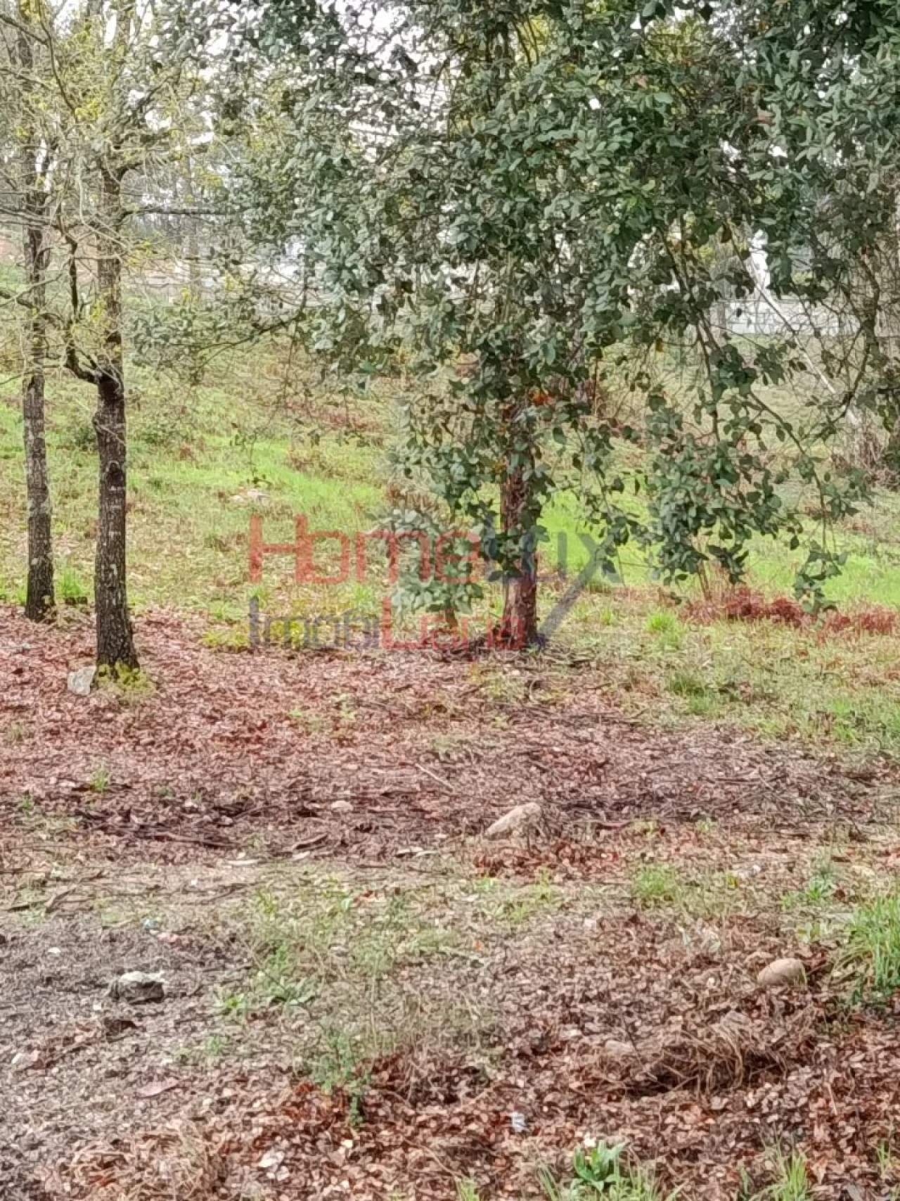 Terreno para Venda em São Pedro do Sul, Várzea e Baiões Foto 14