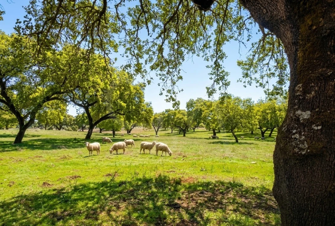 Quinta para Venda em Nossa Senhora de Machede Foto 3