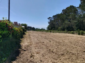 Terreno para Venda em Bustos, Troviscal e Mamarrosa