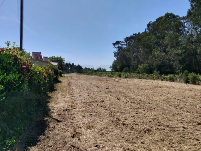 Terreno para Venda em Bustos, Troviscal e Mamarrosa Foto 9
