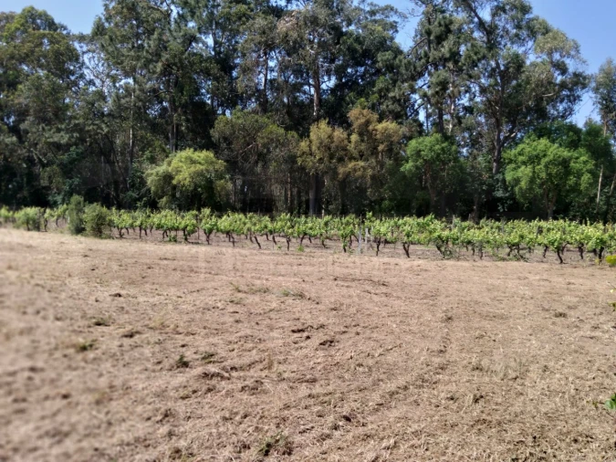Terreno para Venda em Bustos, Troviscal e Mamarrosa Foto 10