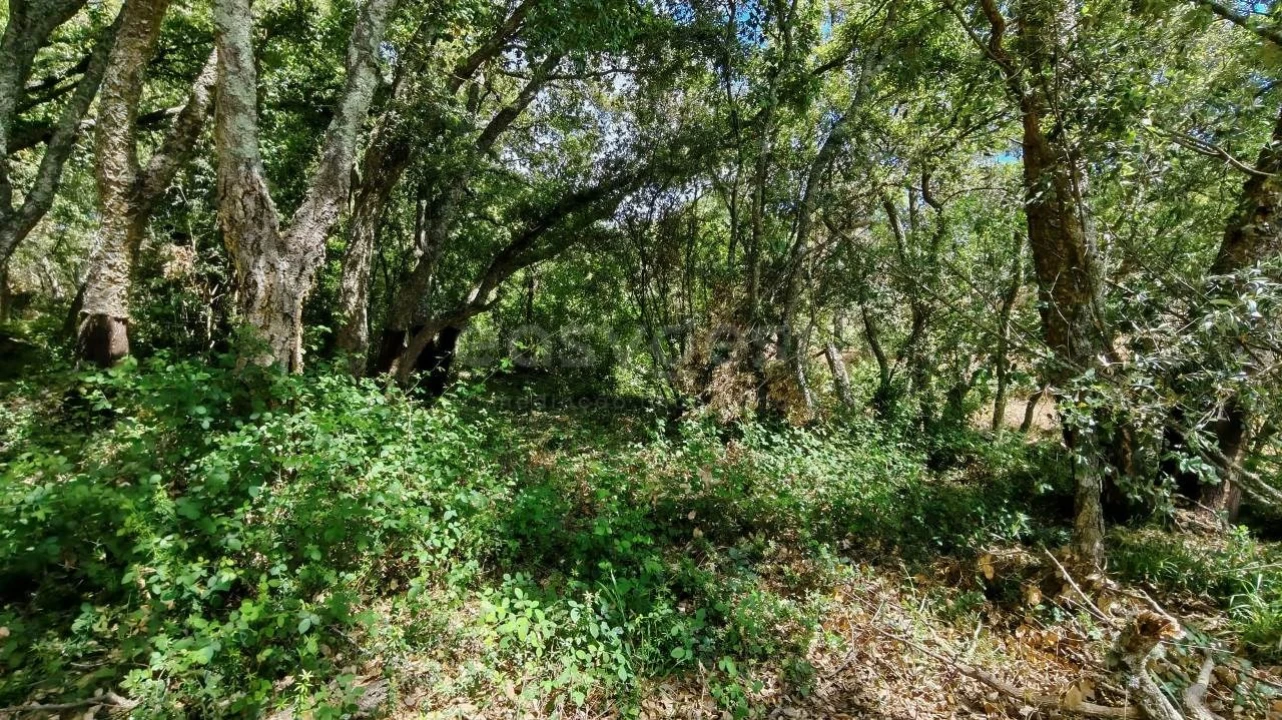 Moradia T2 para Venda em Serra e Junceira Foto 18