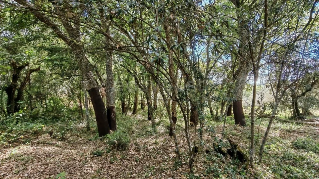Moradia T2 para Venda em Serra e Junceira Foto 19