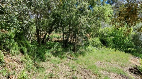 Moradia T2 para Venda em Serra e Junceira