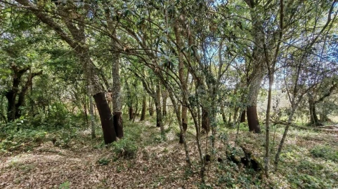 Moradia T2 para Venda em Serra e Junceira