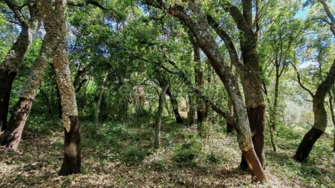 Moradia T2 para Venda em Serra e Junceira