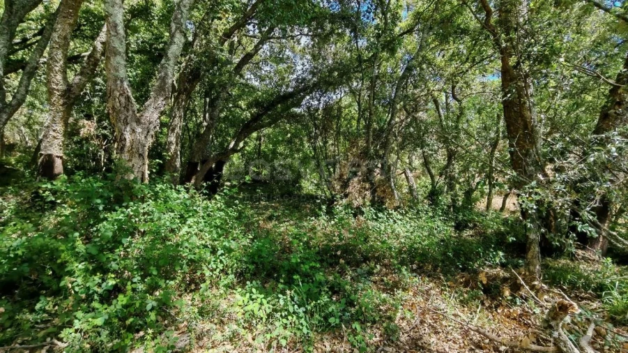 Moradia T2 para Venda em Serra e Junceira Foto 18