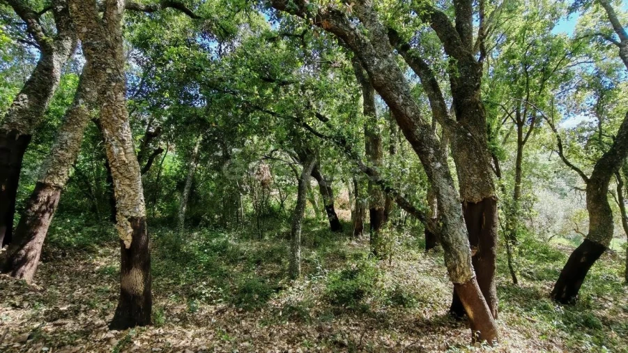 Moradia T2 para Venda em Serra e Junceira Foto 20