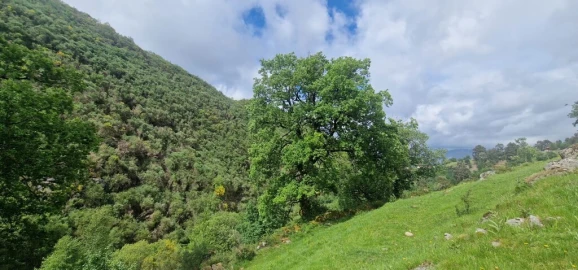 Terreno para Venda em Ruivães e Campos
