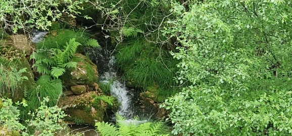Terreno para Venda em Ruivães e Campos