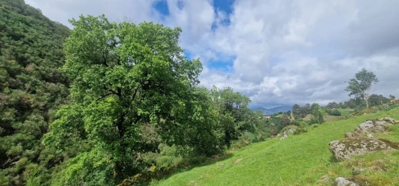 Terreno para Venda em Ruivães e Campos