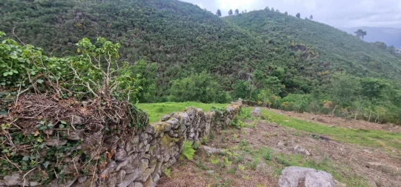 Terreno para Venda em Ruivães e Campos