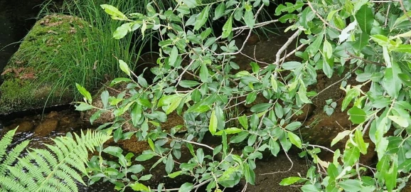 Terreno para Venda em Ruivães e Campos