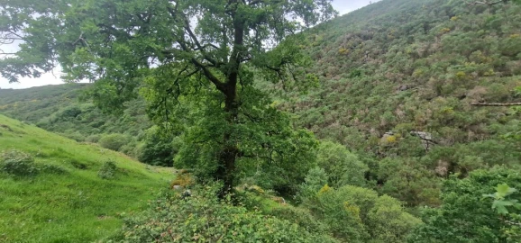 Terreno para Venda em Ruivães e Campos