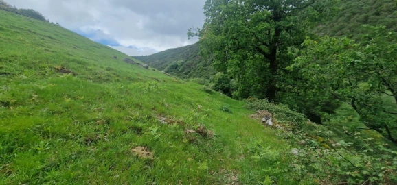 Terreno para Venda em Ruivães e Campos