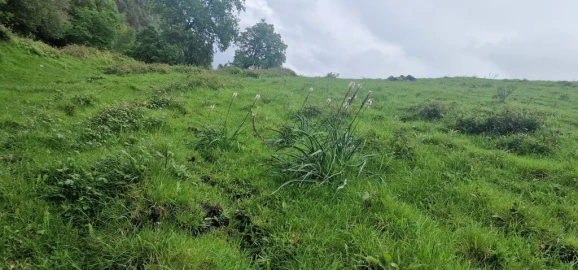 Terreno para Venda em Ruivães e Campos