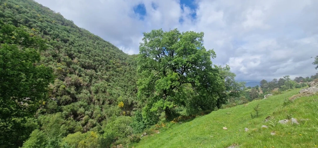 Terreno para Venda em Ruivães e Campos Foto 28