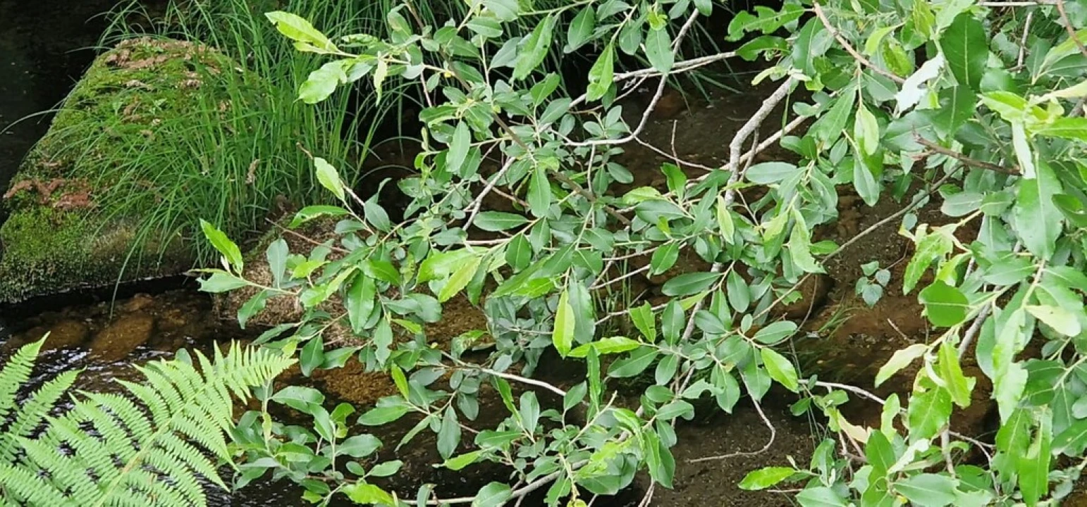 Terreno para Venda em Ruivães e Campos Foto 37