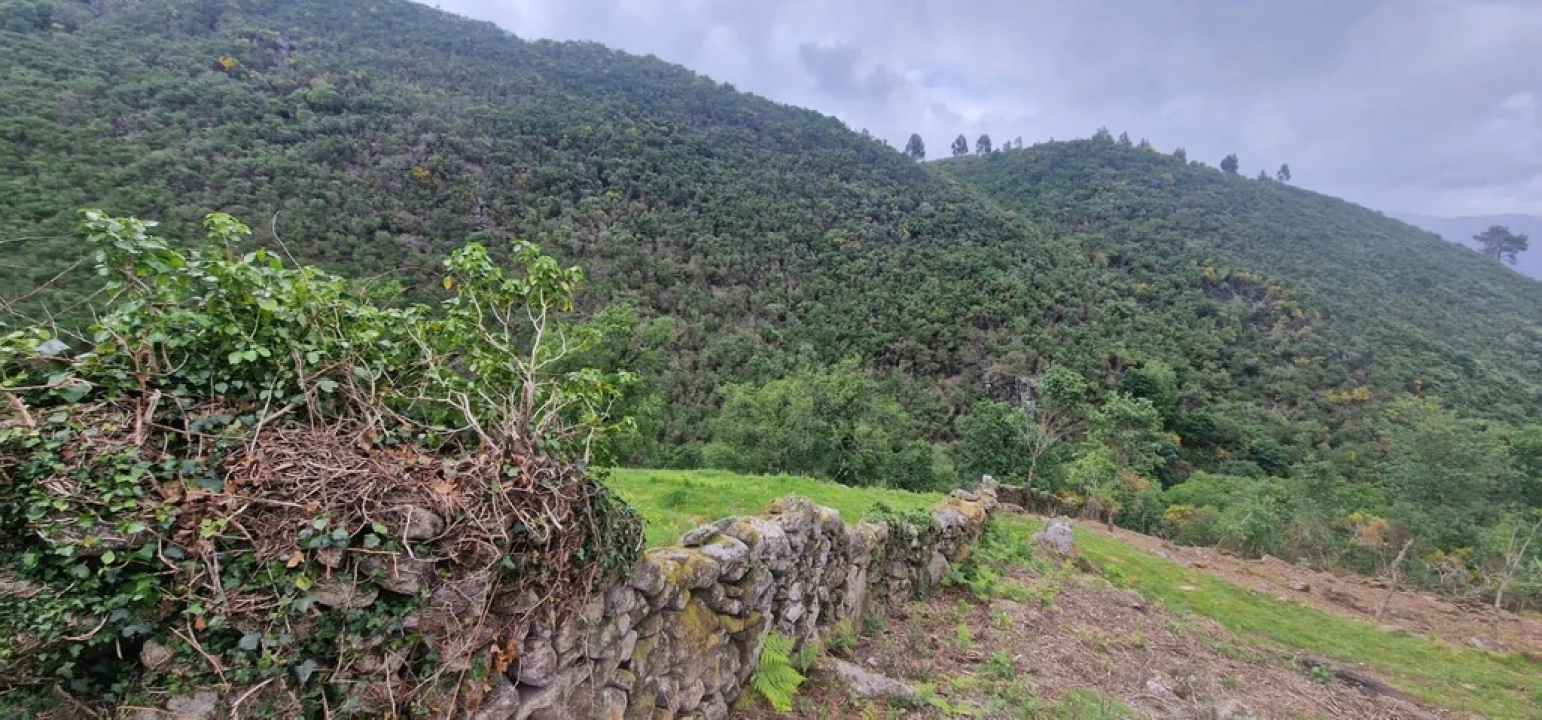 Terreno para Venda em Ruivães e Campos Foto 4