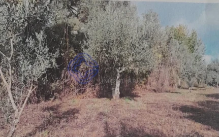 Terreno para Venda em Silvares