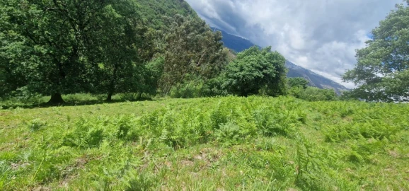 Terreno para Venda em Ruivães e Campos