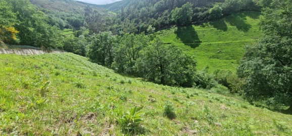 Terreno para Venda em Ruivães e Campos