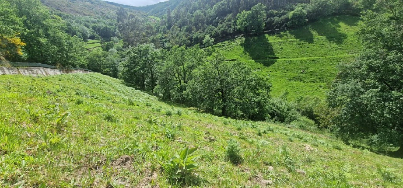 Terreno para Venda em Ruivães e Campos Foto 6