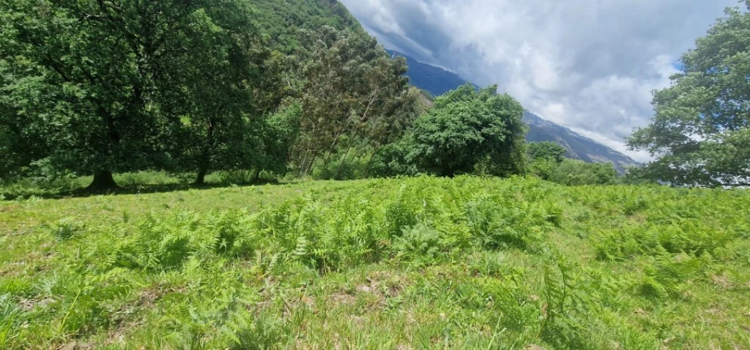 Terreno para Venda em Ruivães e Campos Foto 5