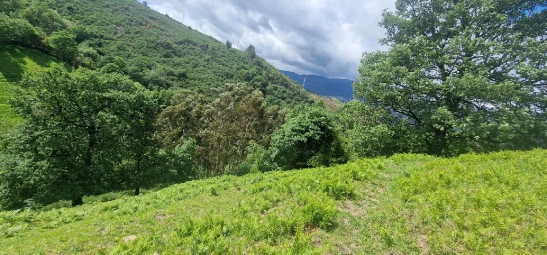 Terreno para Venda em Ruivães e Campos Foto 14