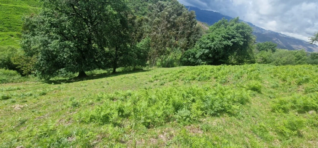 Terreno para Venda em Ruivães e Campos Foto 7
