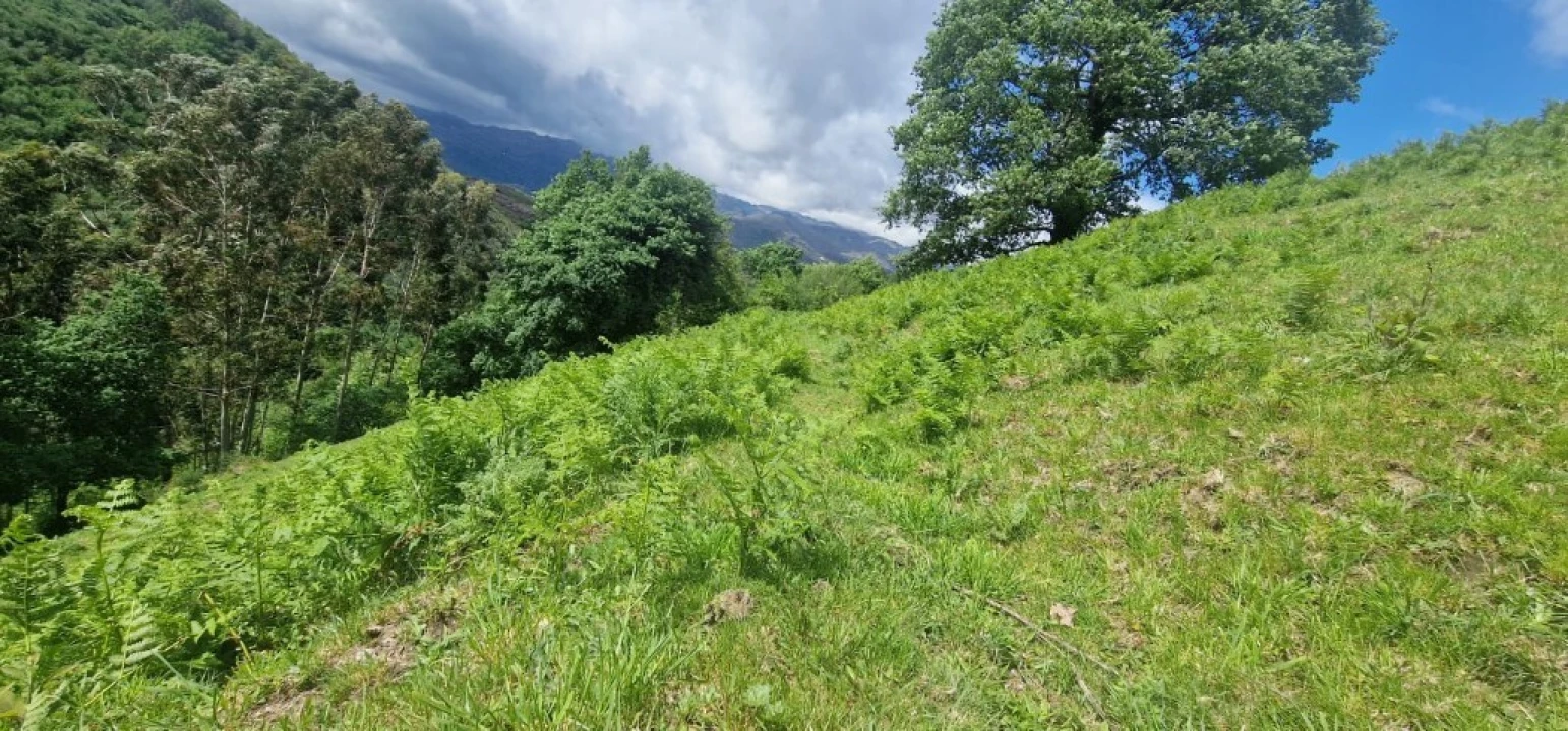 Terreno para Venda em Ruivães e Campos Foto 4