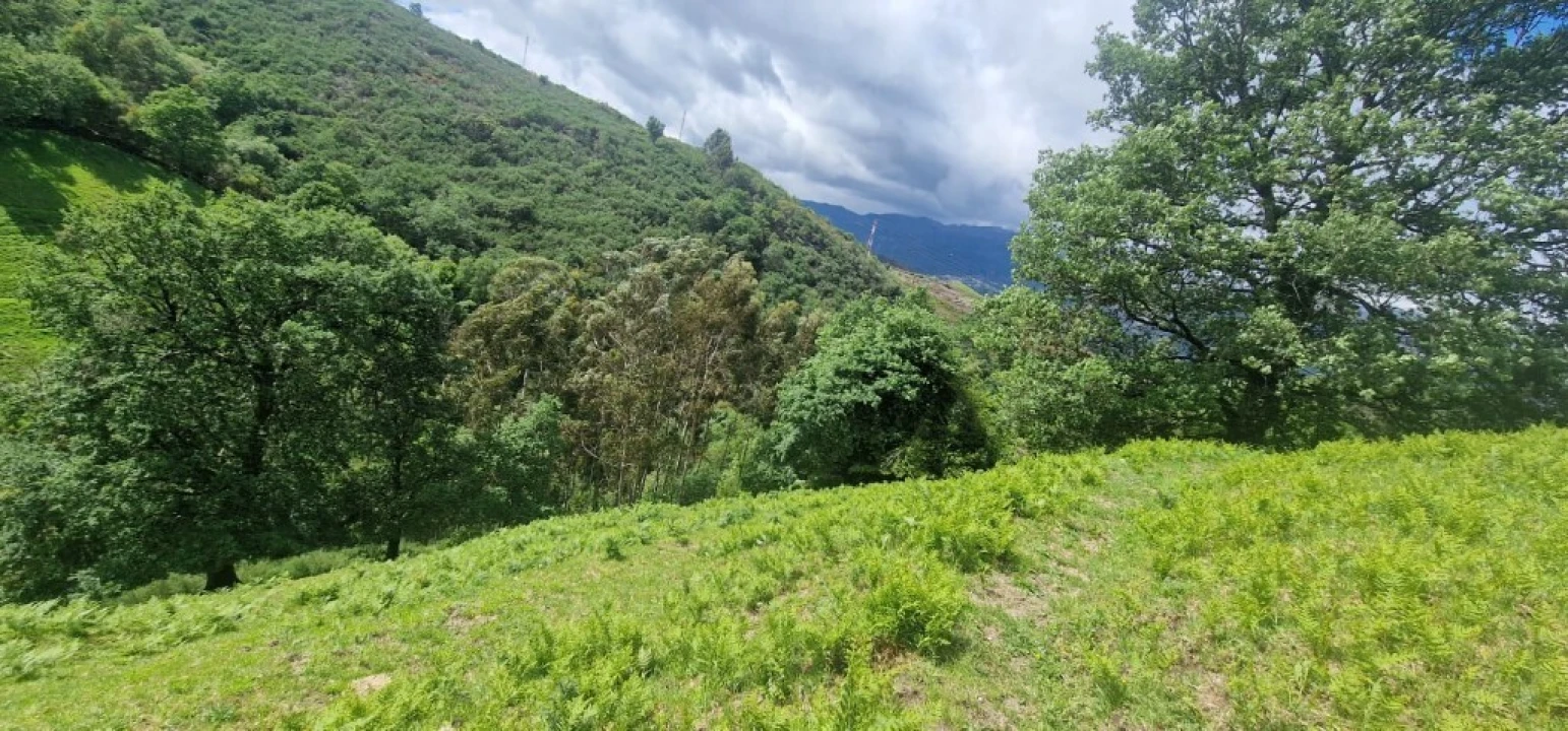 Terreno para Venda em Ruivães e Campos Foto 14