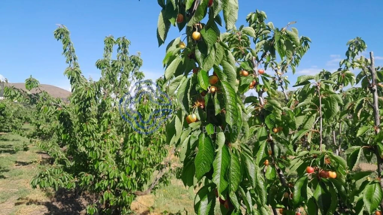 Moradia T2 para Venda em Vale de Prazeres e Mata da Rainha Foto 12