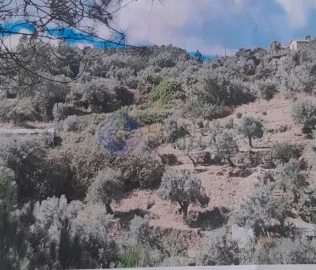 Terreno para Venda em Silvares