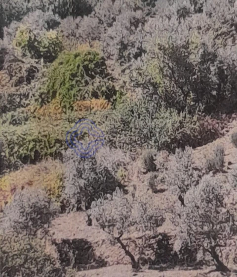 Terreno para Venda em Silvares
