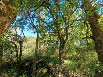 Terreno para Venda em Cibões e Brufe