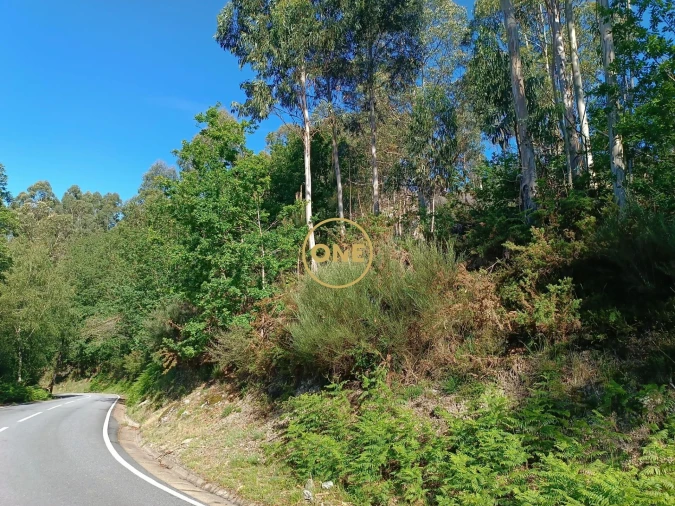 Terreno para Venda em Cibões e Brufe Foto 16